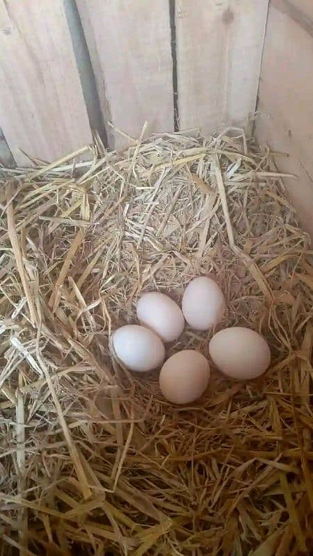 12 din age ha eggs aseel miawali price 1000 final 0