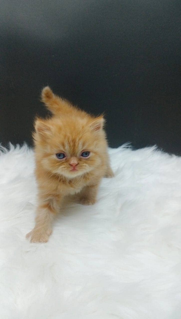 Extra Punched Face Persian Kittens 5