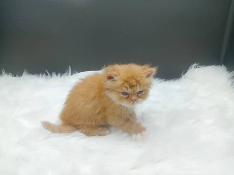 Extra Punched Face Persian Kittens 10