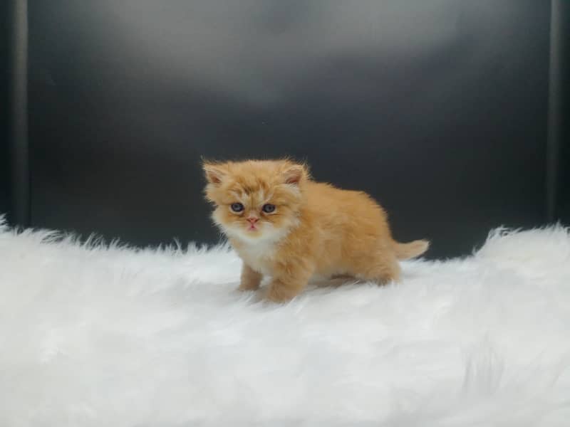 Extra Punched Face Persian Kittens 11