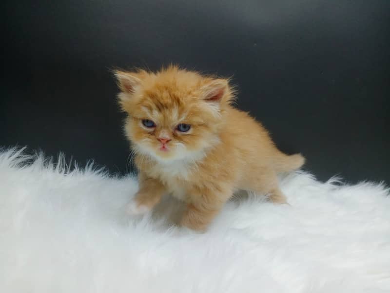 Extra Punched Face Persian Kittens 12