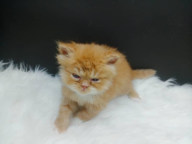 Extra Punched Face Persian Kittens 13