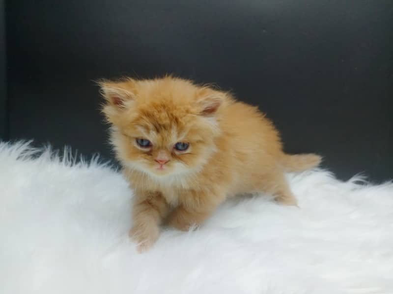 Extra Punched Face Persian Kittens 15