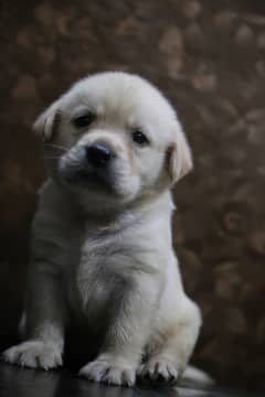 Labrador