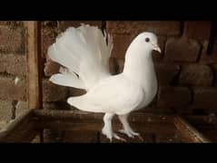 lakky Kabootar Fancy Pigeon Female 03431683430