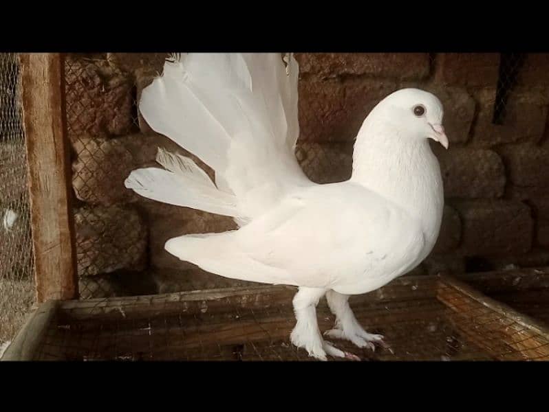 lakky Kabootar Fancy Pigeon Female 03431683430 1