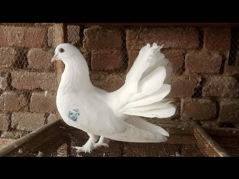 lakky Kabootar Fancy Pigeon Female 03431683430 2