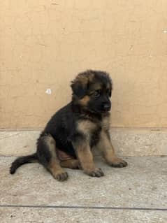 German shepherd long coat