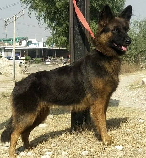 German Shepherd | triple coated German Shepherd | GSD breeder female 0