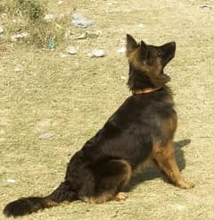 German Shepherd | triple coated German Shepherd | GSD breeder female