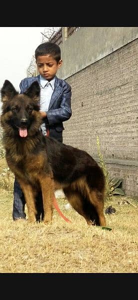 German Shepherd | triple coated German Shepherd | GSD breeder female 2