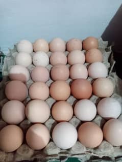 Golden misri eggs available