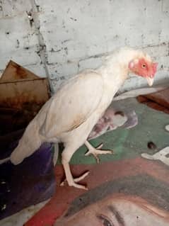 aseel hen for sale