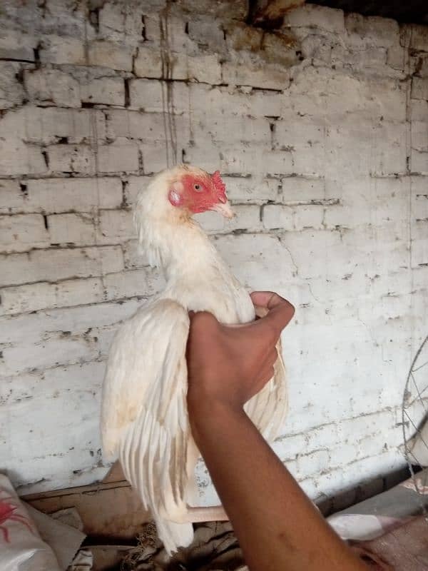 aseel hen for sale 1