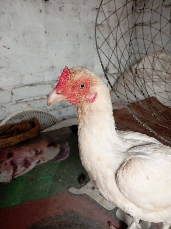 aseel hen for sale 4