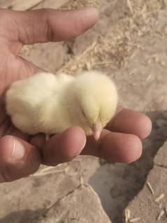 Aseel Heera Chicks