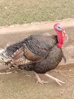 Adult Turkey 