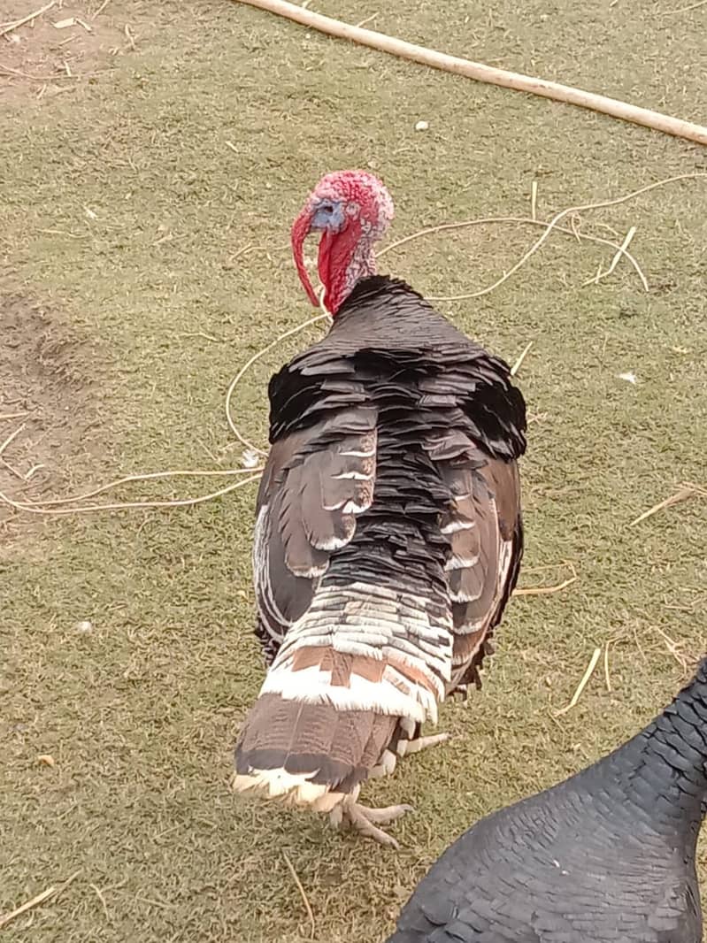 Adult Turkey  1