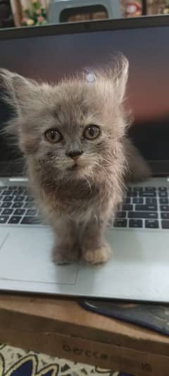 Persian kitten Single Female