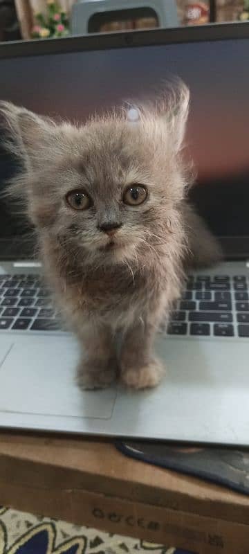 Persian kitten Single Female 1