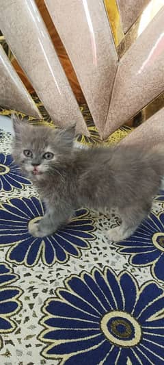 Persian kitten Single Female