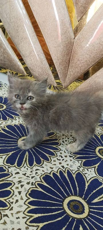 Persian kitten Single Female 0