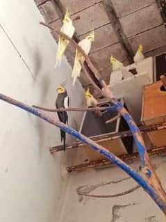 cockatiel bird 4 pair for sale