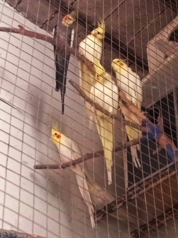 cockatiel bird 4 pair for sale 1