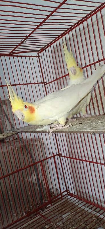 cockatiel bird 4 pair for sale 2