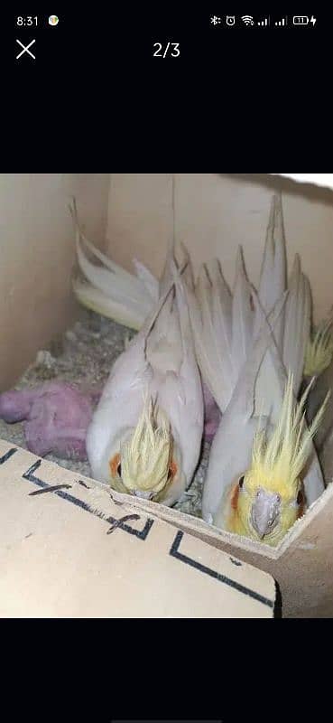 cockatiel bird 4 pair for sale 3