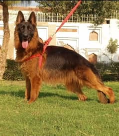 confirm breeder female gsd long coat 17 month age for sale