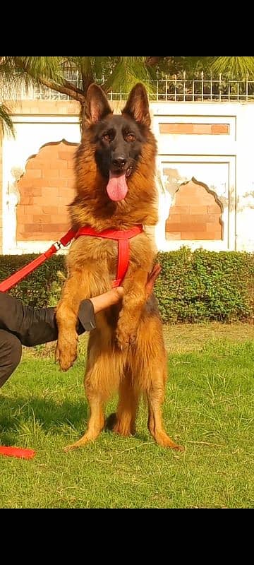 confirm breeder female gsd long coat 17 month age for sale 2