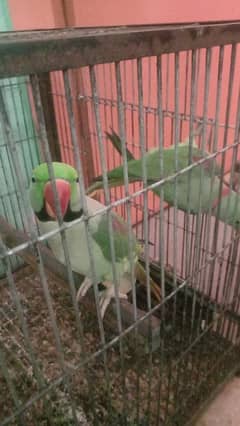 pahari parrots