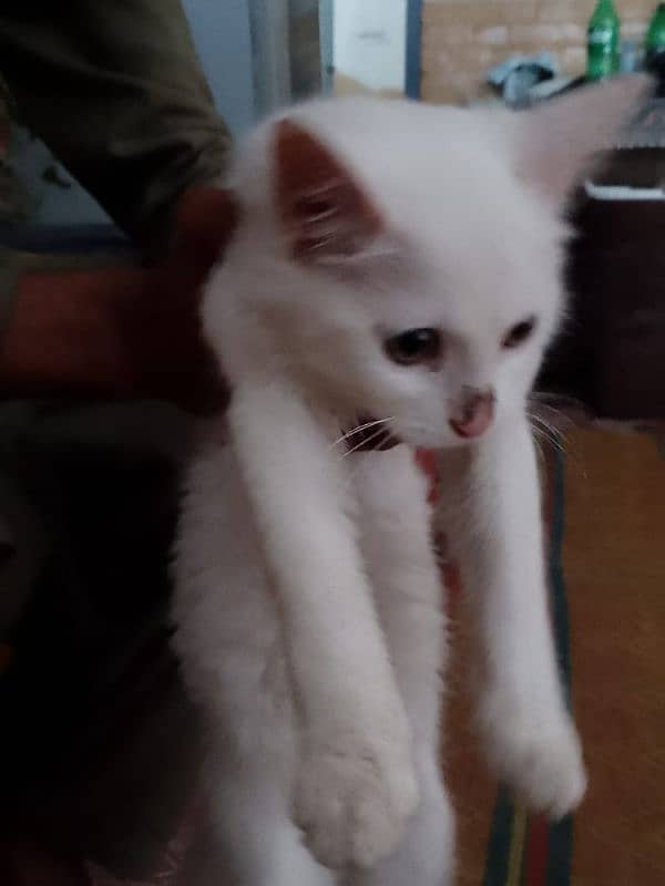 Persian Cat for sell 1