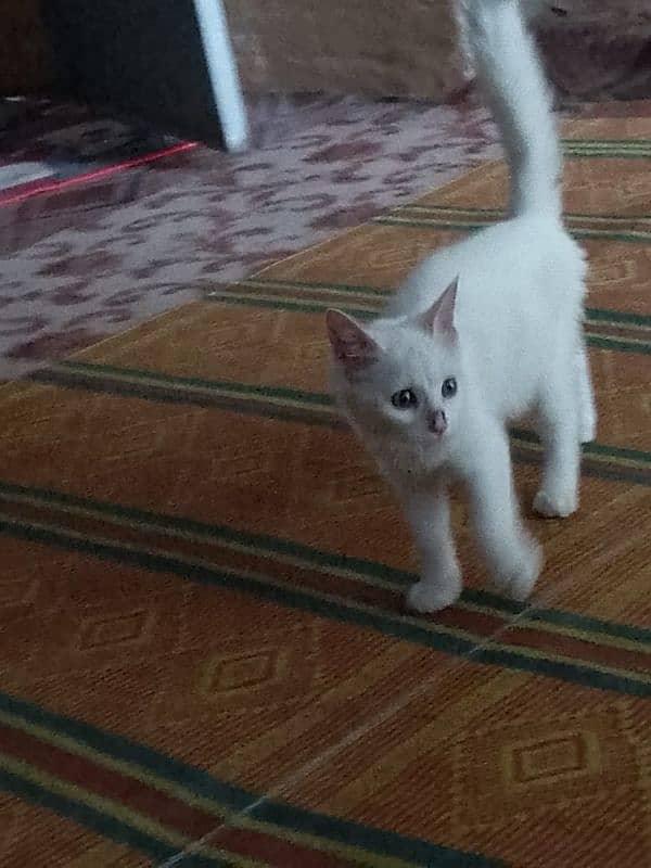 Persian Cat for sell 2