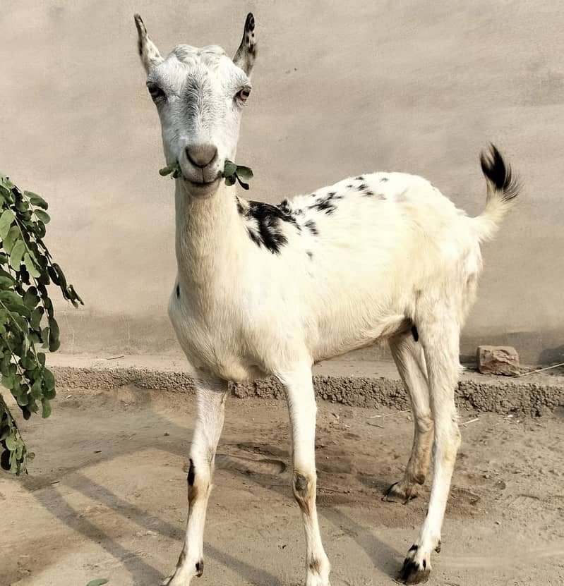 Barbari pair for sale II beetalI goat II nagra II Bakra Bakri for sale 0