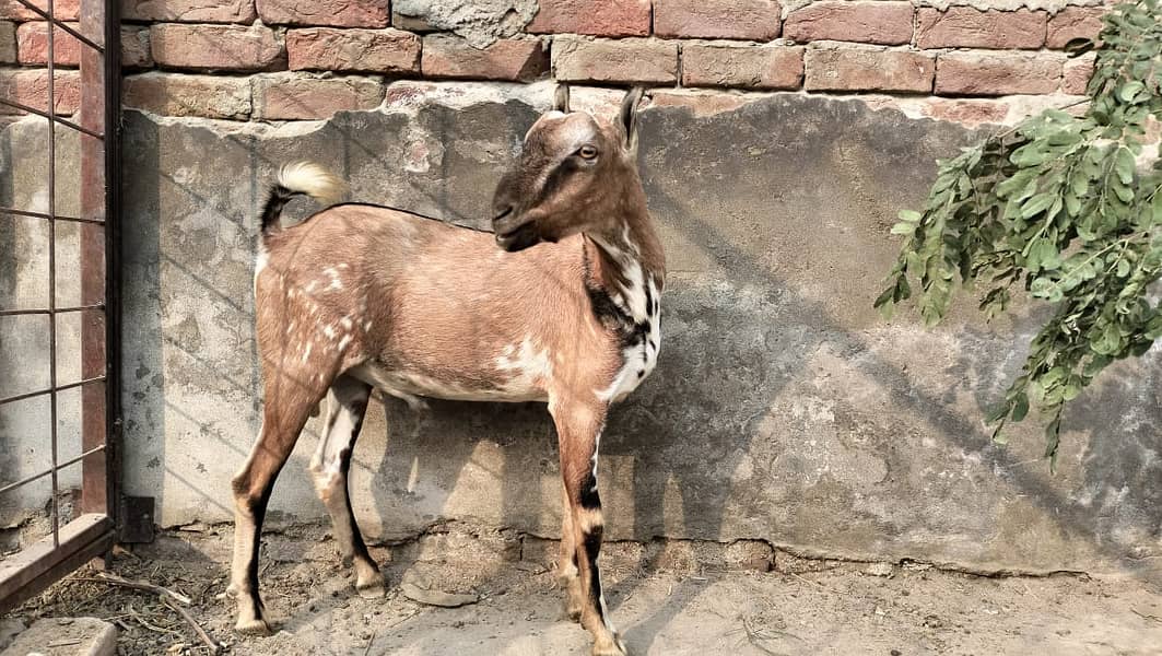 Barbari pair for sale II beetalI goat II nagra II Bakra Bakri for sale 1