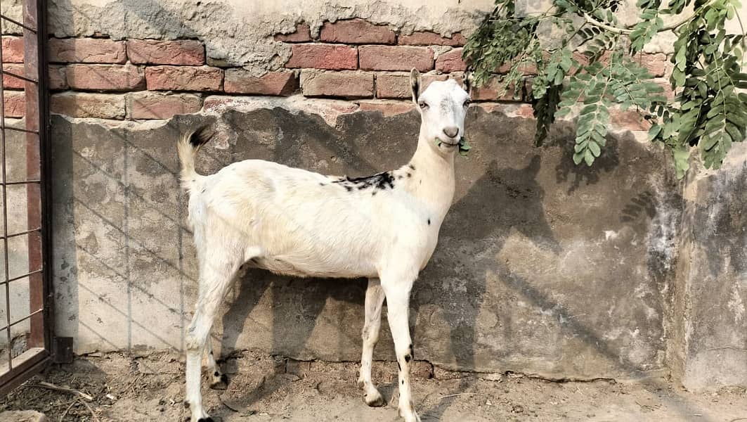 Barbari pair for sale II beetalI goat II nagra II Bakra Bakri for sale 2