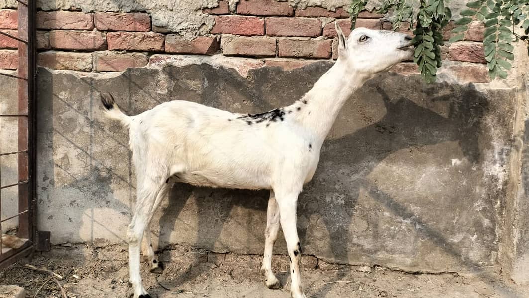 Barbari pair for sale II beetalI goat II nagra II Bakra Bakri for sale 3