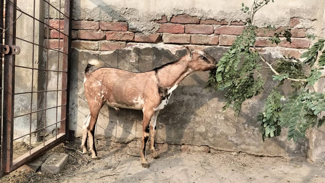 Barbari pair for sale II beetalI goat II nagra II Bakra Bakri for sale 5