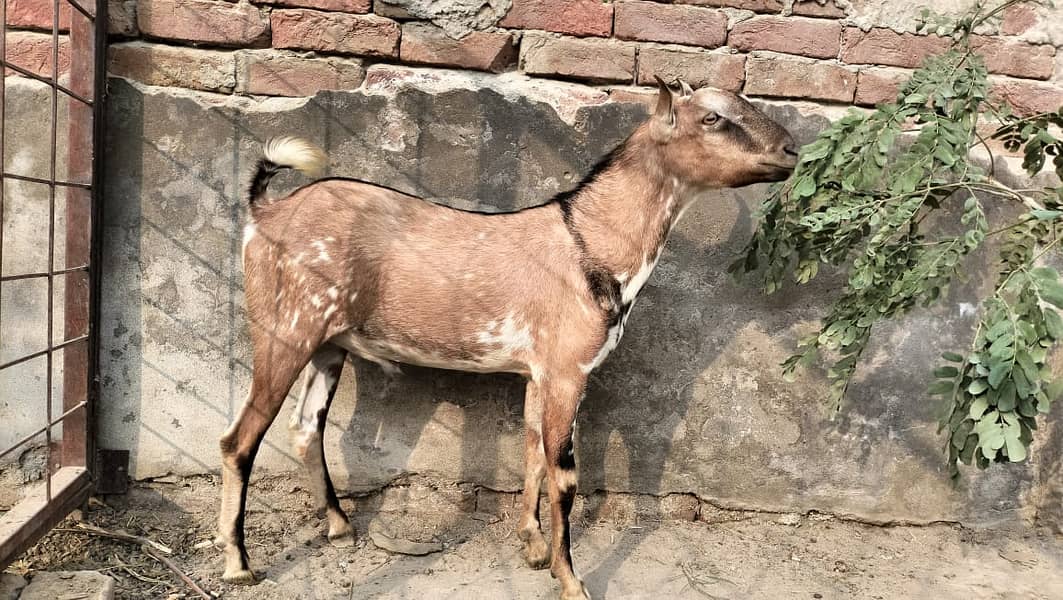 Barbari pair for sale II beetalI goat II nagra II Bakra Bakri for sale 7