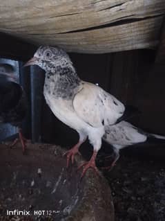 Sath wallay taddi pigeon pair