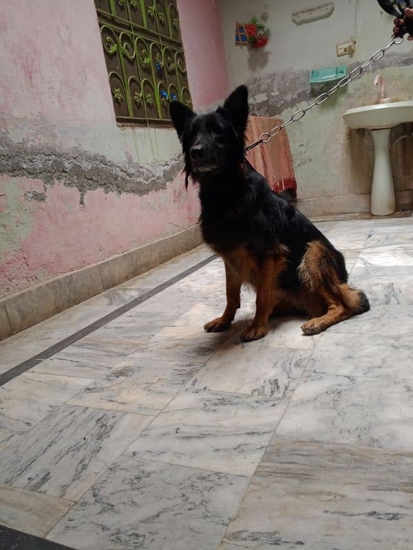 German shepherd long cot female 3