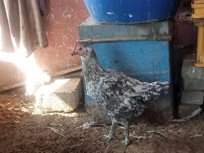 Aseel hens for sale. 0