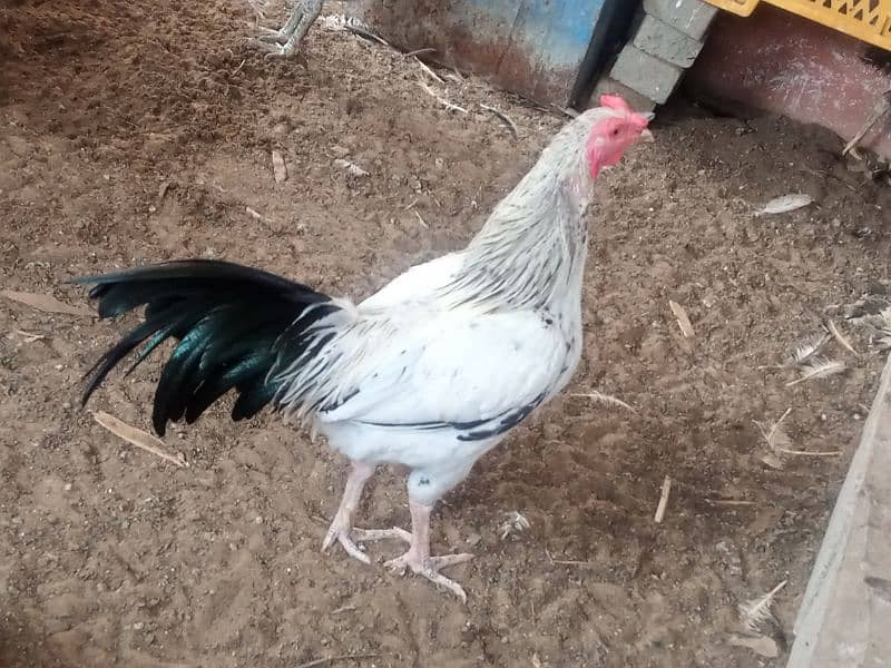 Aseel hens for sale. 2