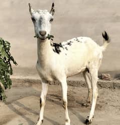 Barbari pair for sale II beetalI goat II nagra II Bakra Bakri for sal