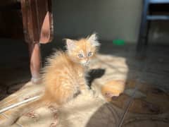 orange persian kitten