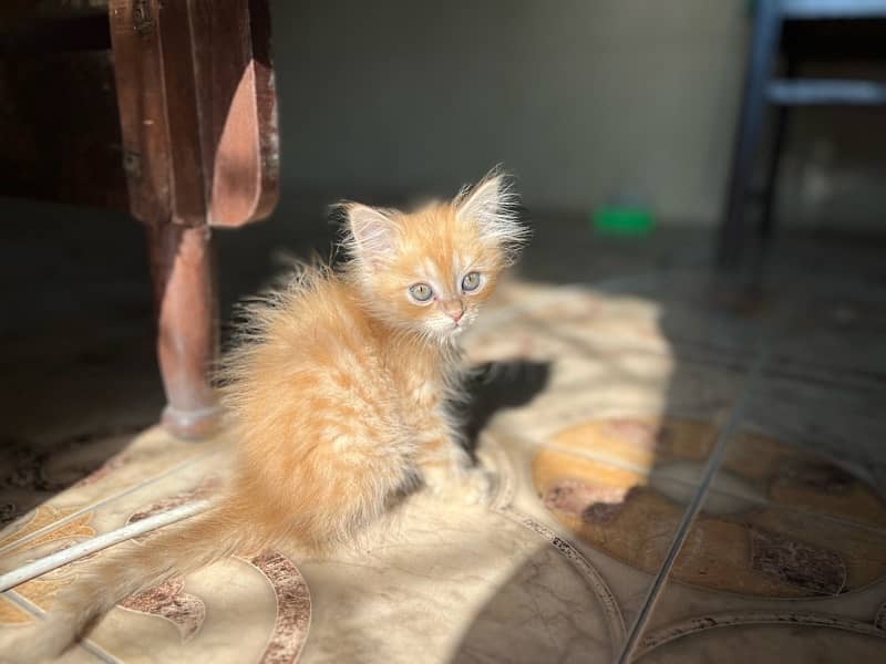 orange persian kitten 0