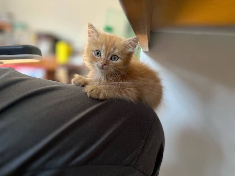 orange persian kitten 1