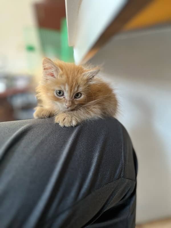 orange persian kitten 2